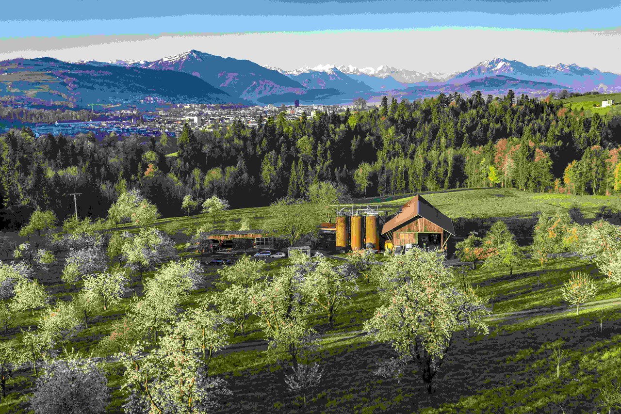 Blühende Kirschbäume bei Notikon, Baar, Kanton Zugg, switzerland