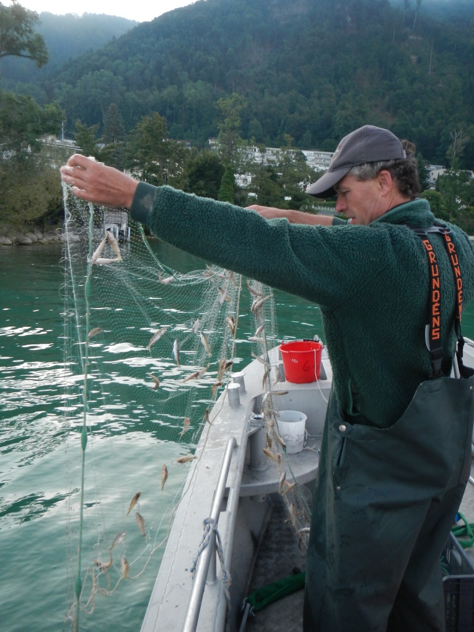 Foto 3: Fischereiaufseher Felix Ammann zieht vor Oberwil ein Bodennetz mit vielen kleinen Egli