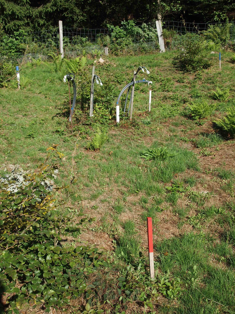 Versuchsfläche Wald Zugerberg 01