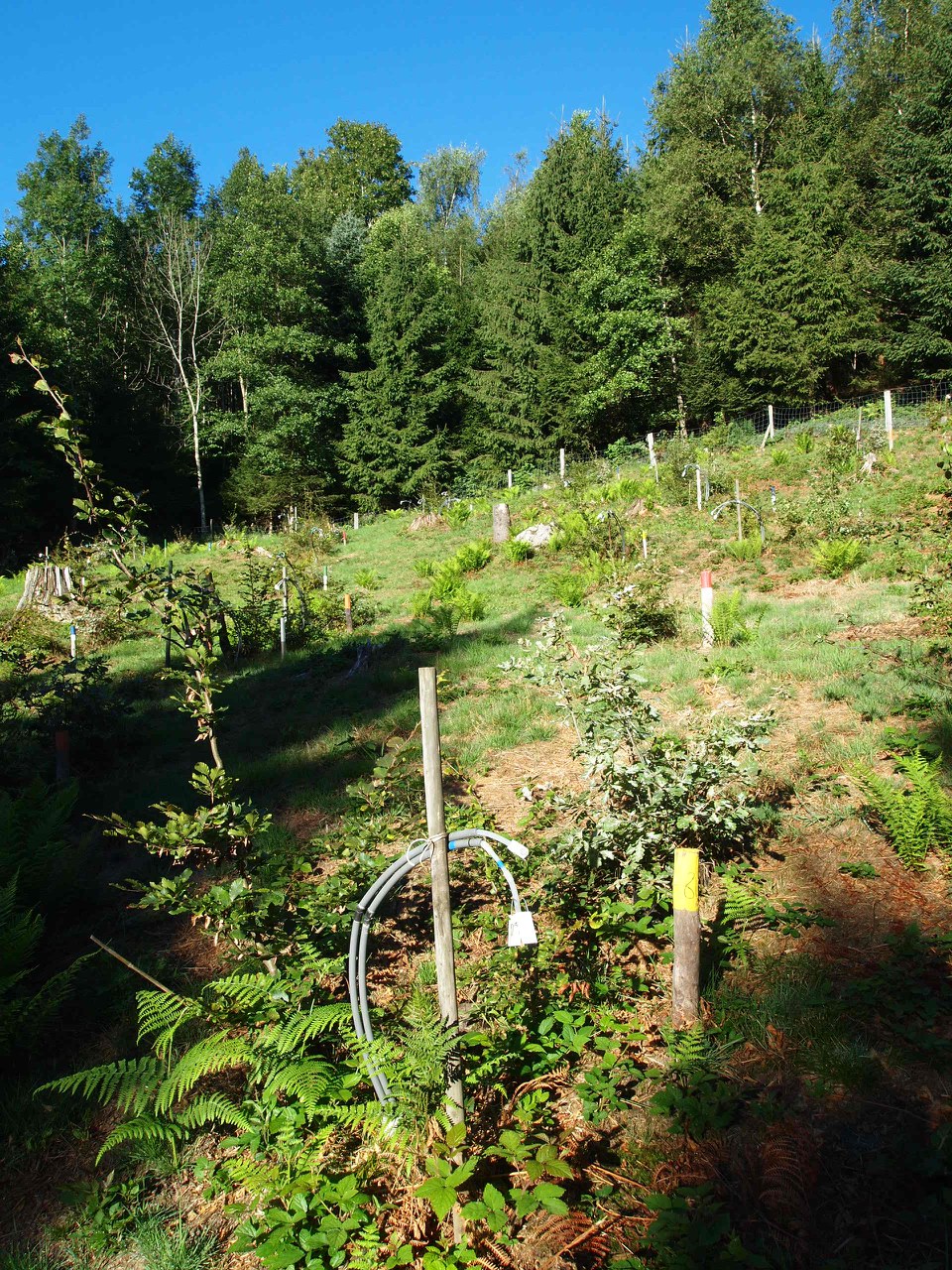 Versuchsfläche Wald Zugerberg 03