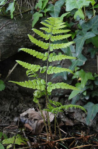 Entferntfiedriger Wurmfarn