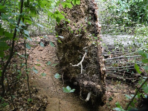 Entwurzelter Baum