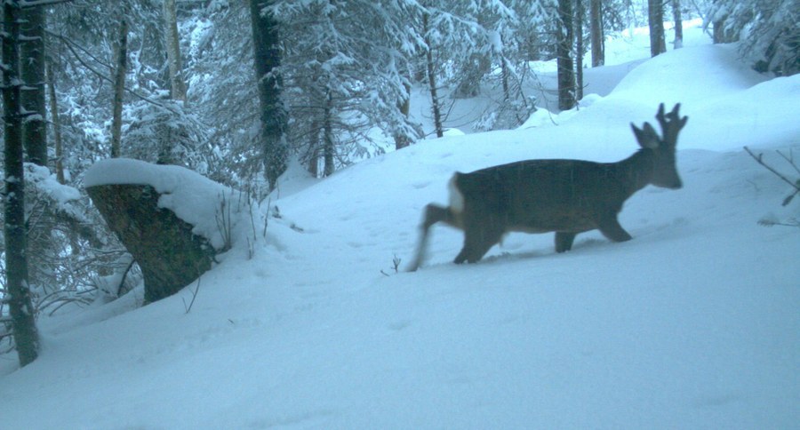 Foto 1: Rehbock (Läufe sinken im Schnee ein)