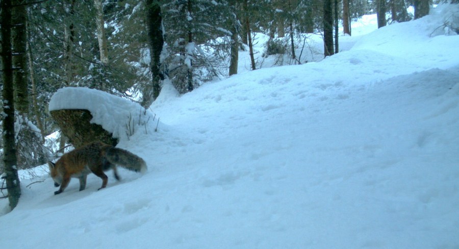 Foto 2: Fuchs (Pfoten tragen den Fuchs wie Schneeschuhe)