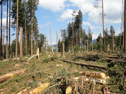 Foto Sturmschaden