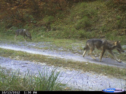 Nachweis eines Wolfes mit Fotofalle
