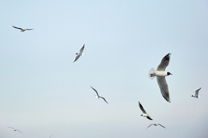 Bildungschancen Key Visual Voegel