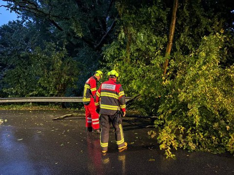 Mannschaft vor Baum_web.jpg