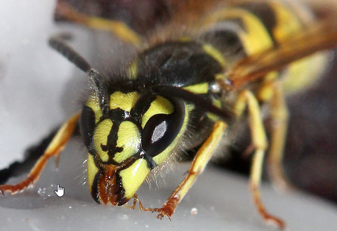 #9: Wespen zu entfernen