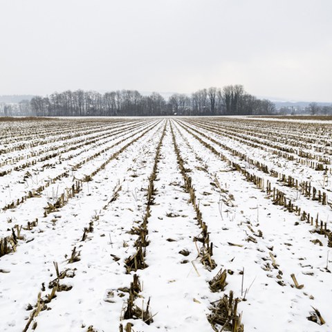 Landwirtschaft beim Bützen