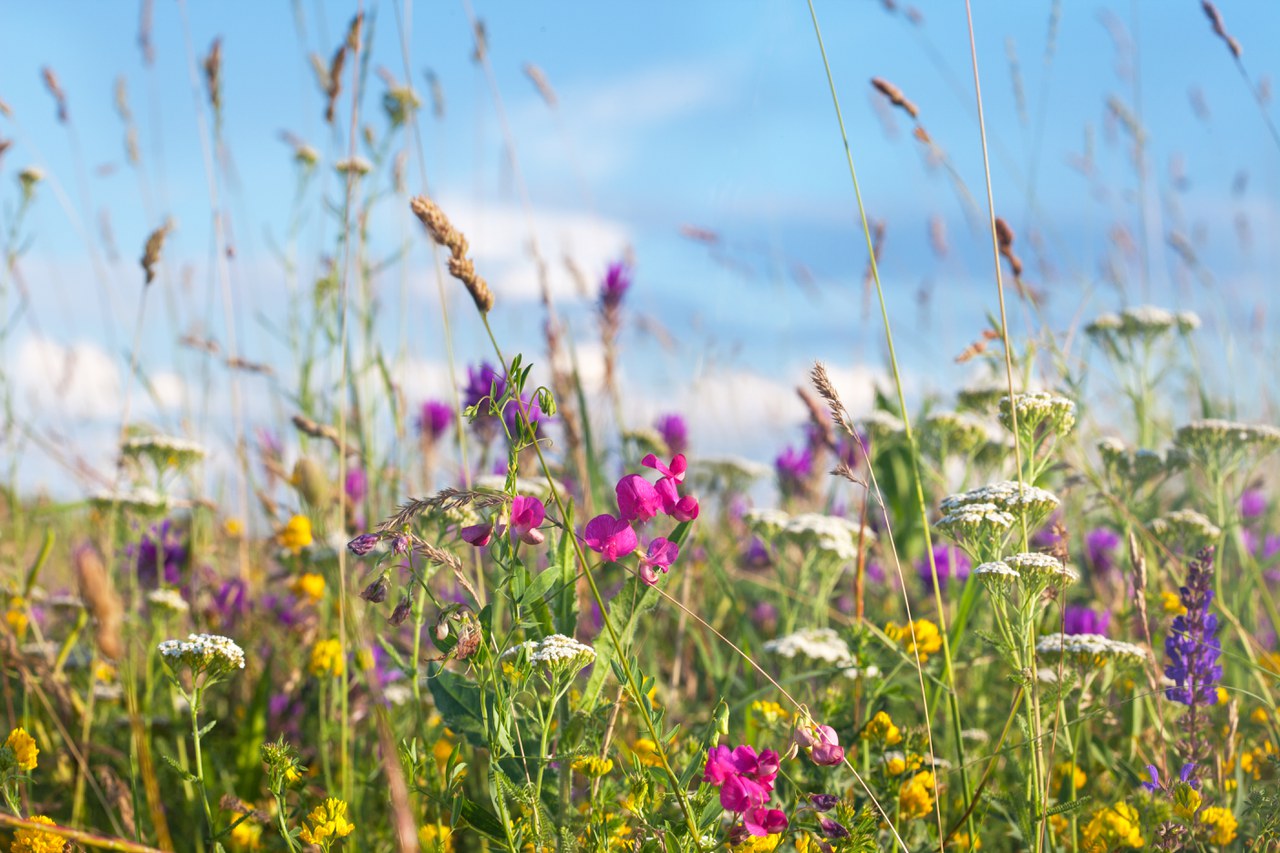 Wiese mit Blumen