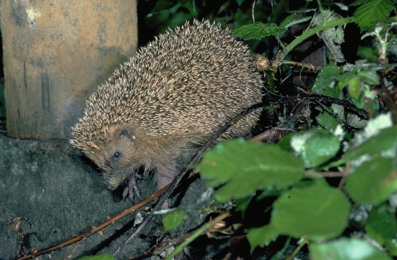 Fabio Bontadina / swild.ch