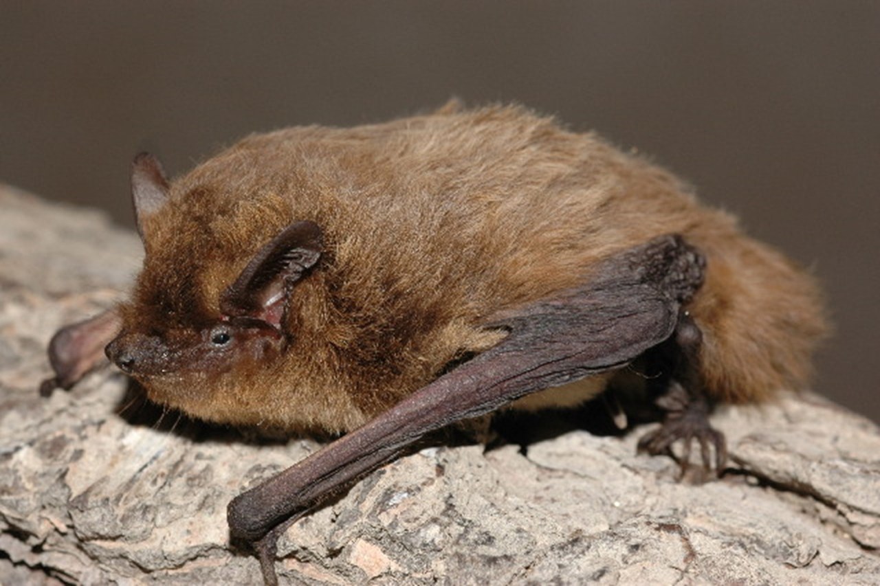 Die Rauhautfledermaus (Pipistrellus nathusii) verbringt vor allem den Herbst und Winter in der Schweiz. Die Jungenaufzucht findet in Nord- und Osteuropa statt. © Evgeniy Yakhontov / WikiCommons