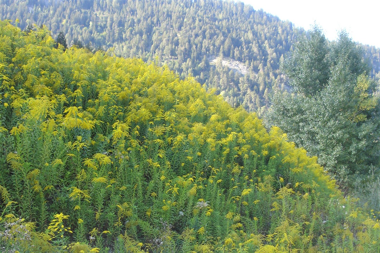 Bild: Heracleum mantegazzianum und Solidago canadensis Copyright: AWEL, Sektion Biosicherheit.