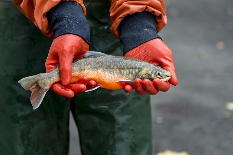 Fisch Copyright Andreas Busslinger