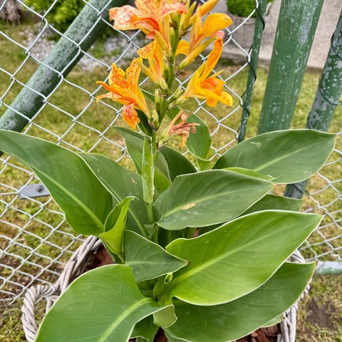 Seebad Buonas Blume