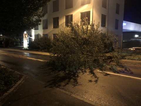 Baum auf der Bahnhofstrasse