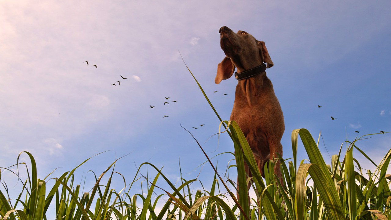 Halter von Hunden müssen die Registrierung direkt bei ANIS vornehmen.