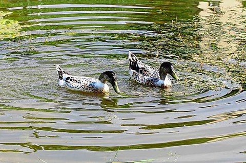Wegen Hitze - Belastung durch Entenflöhe steigt