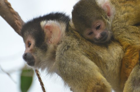 Bild zweier Äffchen