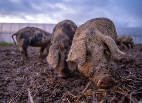 Freilandschweine