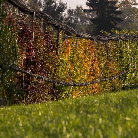 Kirschenanlage im Herbstkleid ©