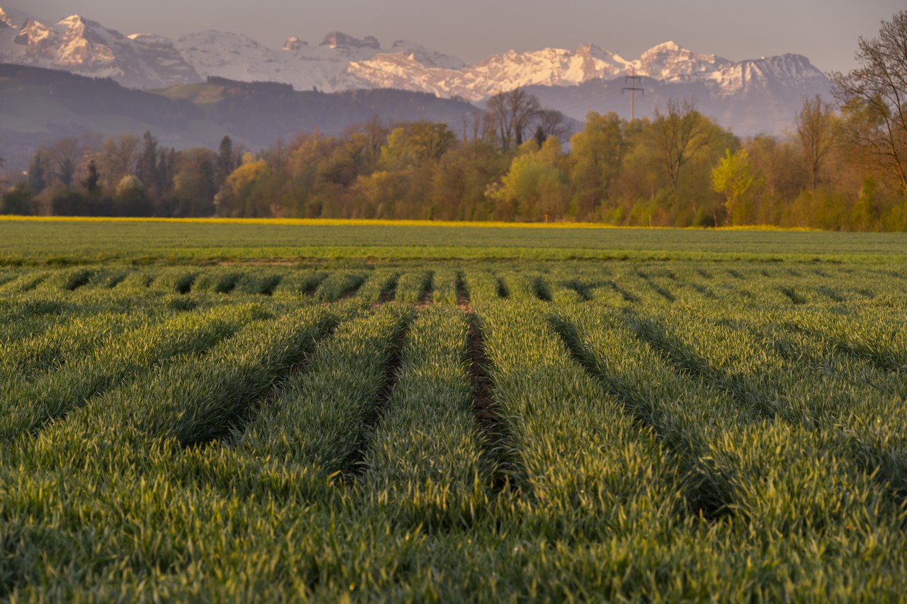 Getreide in weiter Reihe