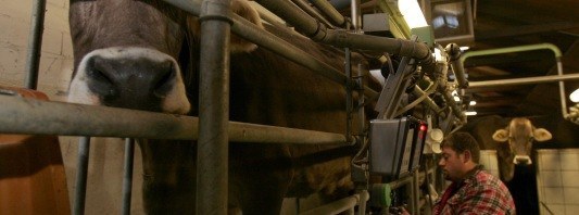 Landwirt bei der Melkarbeit