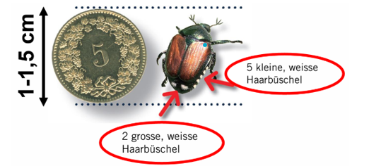 Japankäfer mit Beschreibung