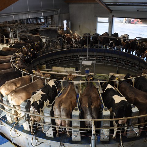 Besuch Milchviehbetrieb