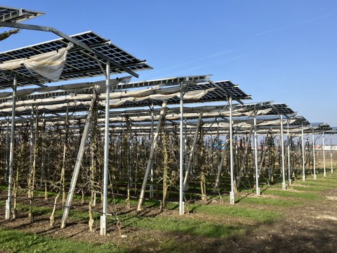 Obstbau mit Photovoltaik
