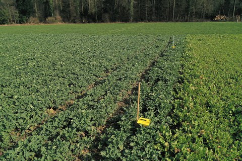 Pflanzenschutz Nachmittag