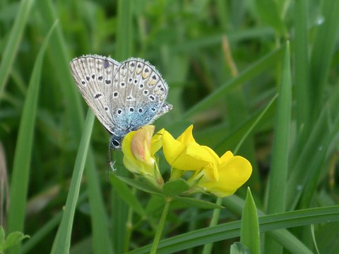 Bläuling am Hornklee